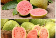 Bisa Cegah Radikal Bebas! Simak Khasiat Luar Biasa Jambu Biji Ungu untuk Meningkatkan Imun Tubuh