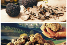 Fakta Truffle, Jamur Langka Bernilai Tinggi dengan Manfaat Kesehatan Istimewa