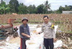 Polres Pagar Alam Terus Kawal Ketahanan Pangan, Bhabinkamtibmas Kuripan Babas Dampingi Petani Panen Jagung