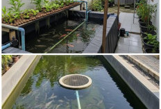 Tren Budidaya Estetik: 9 Model Kolam Lele yang Menyatu dengan Taman Air