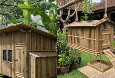 Inspirasi Kandang Ayam Bambu Bekas yang Sederhana dan Hemat Biaya!