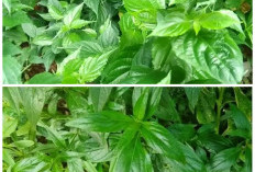 Tak Banyak yang Tahu, Daun Dandang Gendis Ternyata Punya Khasiat Luar Biasa!