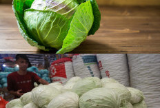 Waspada! 6 Golongan Orang yang Sebaiknya Tidak Berlebihan Makan Kol