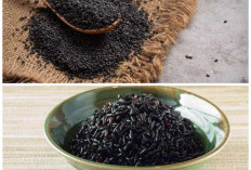 Ketan Hitam dan Segudang Khasiatnya: Superfood Lokal untuk Menjaga Kesehatan Tubuh