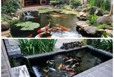 Hadirkan Ketenangan di Rumah dengan Kolam Ikan Minimalis yang Estetik