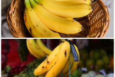Hebatnya Pisang Ambon! Buah Sederhana dengan Manfaat Besar untuk Stamina dan Daya Tahan Tubuh