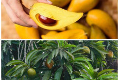 Buah Tropis Unik yang Jarang Diketahui, Ternyata Kaya Manfaat untuk Kesehatan Tubuh