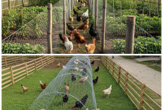 Inspirasi 7 Kandang Lorong Kawat Ayam Umbaran, Solusi Murah Agar Ayam Sehat dan Kebun Tetap Aman