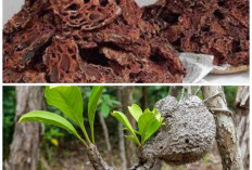 Wajib Tahu! Ini 7 Manfaat Sarang Semut yang Baik untuk Kesehatan Tubuh