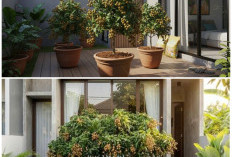 Cara Memilih dan Merawat Kelengkeng Mini di Pekarangan Sempit Agar Tetap Produktif