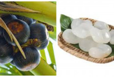 Buah Lontar, Pahami Gizi, Kegunaan, dan Cara Penyajiannya