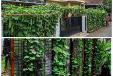 Pagar Rumah Jadi Kebun Produktif! 14 Sayur Merambat yang Mudah Ditanam dan Cepat Panen!