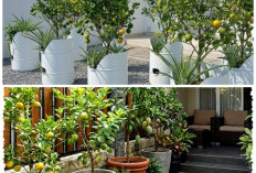 Sulap Halaman Jadi Kebun Produktif! 9 Inspirasi Kebun Buah Mini Tropis yang Cantik dan Menguntungkan
