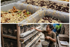 Ide Usaha Ternak Murah di Bawah 1 Juta yang Mudah Dijalankan dan Berpotensi Menguntungkan