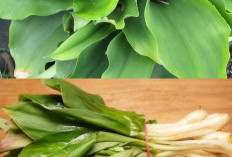 7 Manfaat Daun Kencur untuk Kesehatan dan Efek Samping yang Perlu Diketahui
