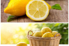 Manfaat Lemon untuk Kesehatan: Buah Kaya Vitamin C yang Baik Dikonsumsi Setiap Hari