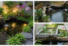 Maksimalkan Lahan Mini! Desain Halaman Belakang untuk Panen Ikan Nila Melimpah