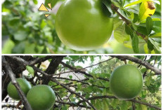 Mengenal Buah Berenuk: Buah Unik dengan Kandungan Gizi dan Khasiat Luar Biasa