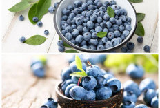 7 Manfaat Blueberry untuk Kesehatan, Buah Kecil Kaya Antioksidan yang Baik Dikonsumsi Setiap Hari