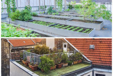 Sulap Atap Rumah Jadi Kebun Hijau: Solusi Kreatif Tanam Sayur dan Bunga di Area Sempit