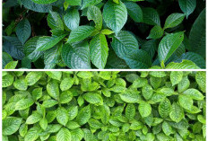 Rahasia Daun Keji Beling: Herbal Alami untuk Menjaga Kesehatan Ginjal