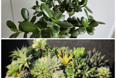 Dekor Simpel Anti Ribet! 6 Rekomendasi Sukulen Indah yang Cocok untuk Percantik Rumah