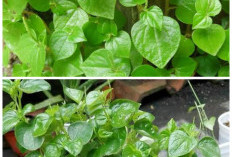 Khasiat Tersembunyi Daun Sirih Cina, Herbal Alami yang Baik untuk Menjaga Kesehatan Tubuh!