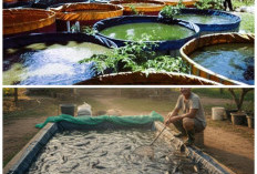 Budidaya Lele Rasa Estetik: 9 Inspirasi Kolam Multifungsi Sekaligus Taman Air