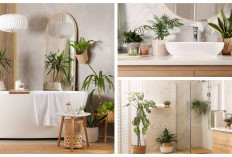 Hidupkan Kamar Mandimu: 6 Tanaman Hias yang Tumbuh Subur Tanpa Ribet