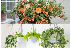 Inspirasi Tanaman Gantung Hemat Air untuk Teras Sempit yang Tetap Cantik