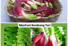 9 Manfaat Kembang Turi untuk Kesehatan, Kaya Nutrisi dan Baik untuk Tubuh