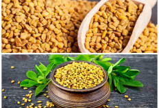 Fenugreek: Herbal Kecil dengan Segudang Manfaat untuk Kesehatan Tubuh