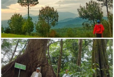 Mengulik Gunung Bukittunggul: Keindahan Alam, Jejak Sejarah, dan Keunikan Hutan Montanenya!