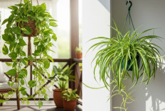 Rekomendasi Tanaman Gantung untuk Teras Rumah yang Mudah Dirawat!