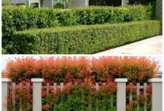 Percantik Tampilan Pagar Rumah dengan Tanaman Hias yang Mudah Dirawat