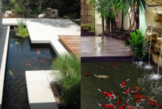 Rekomendasi Kolam Minimalis Depan Rumah, Rumah Terlihat Lebih Mewah!