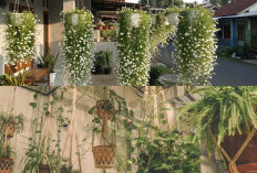 7 Tanaman Hias Gantung yang Bikin Teras Rumah Lebih Sejuk, Cantik, dan Instagramable