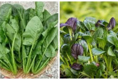 12 Keuntungan Bayam untuk Kesehatan Tubuh