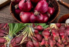 Mengenal Bawang Dayak: Tanaman Herbal Khas Kalimantan dengan Sejuta Manfaat Medis yang Luar Biasa!