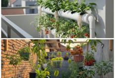 Ide Kreatif Desain Kebun Buah Mini di Rumah Sempit, Panen Segar dan Nikmati Buahnya Langsung!