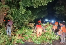 Pagar Alam Dilanda Hujan Disertai Angin Kencang, Pohon Tumbang di 14 Lokasi