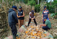 Bersama PPL dan Petani, Bhabinkamtibmas Kawal Panen Jagung 8 Ton