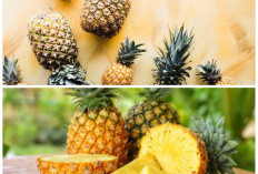 Lezat Sekaligus Sehat: Beragam Manfaat Nanas yang Baik untuk Pencernaan