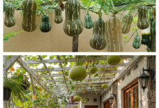 Kebun Labu Kuning Mini Merambat: Halaman Asri dan Produktif, Cocok untuk Rumah Modern