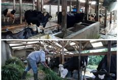 Inspirasi Kandang Sapi Kekinian: 7 Konsep Bersih dan Nyaman untuk Hasil Ternak Maksimal