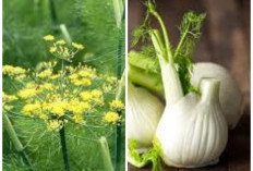 Aneka Manfaat Adas untuk Kesehatan