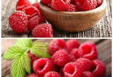 Rahasia Kesehatan dari Raspberry: 8 Manfaat Luar Biasa yang Jarang Diketahui!