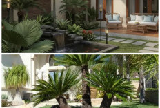 Pilihan Palem Mini untuk Halaman Rumah: Tropis, Cantik, dan Mudah Dirawat