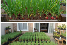 Kebun Bawang Merah di Rumah: Maksimalkan Lahan 2×2 Meter untuk Panen Melimpah