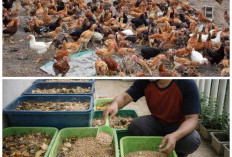 Peluang Usaha Ternak Modal Kecil di Bawah 1 Juta, Cocok untuk Pemula yang Ingin Untung